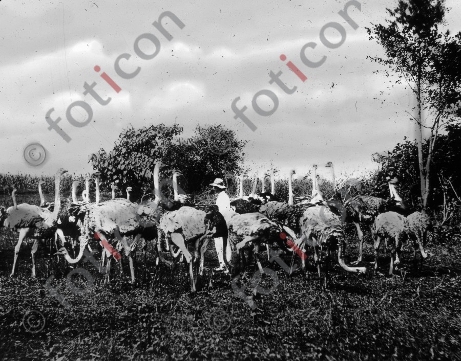 Afrikanische Straußenherde | African Ostrich Herd - Foto foticon-simon-192-044-sw.jpg | foticon.de - Bilddatenbank für Motive aus Geschichte und Kultur